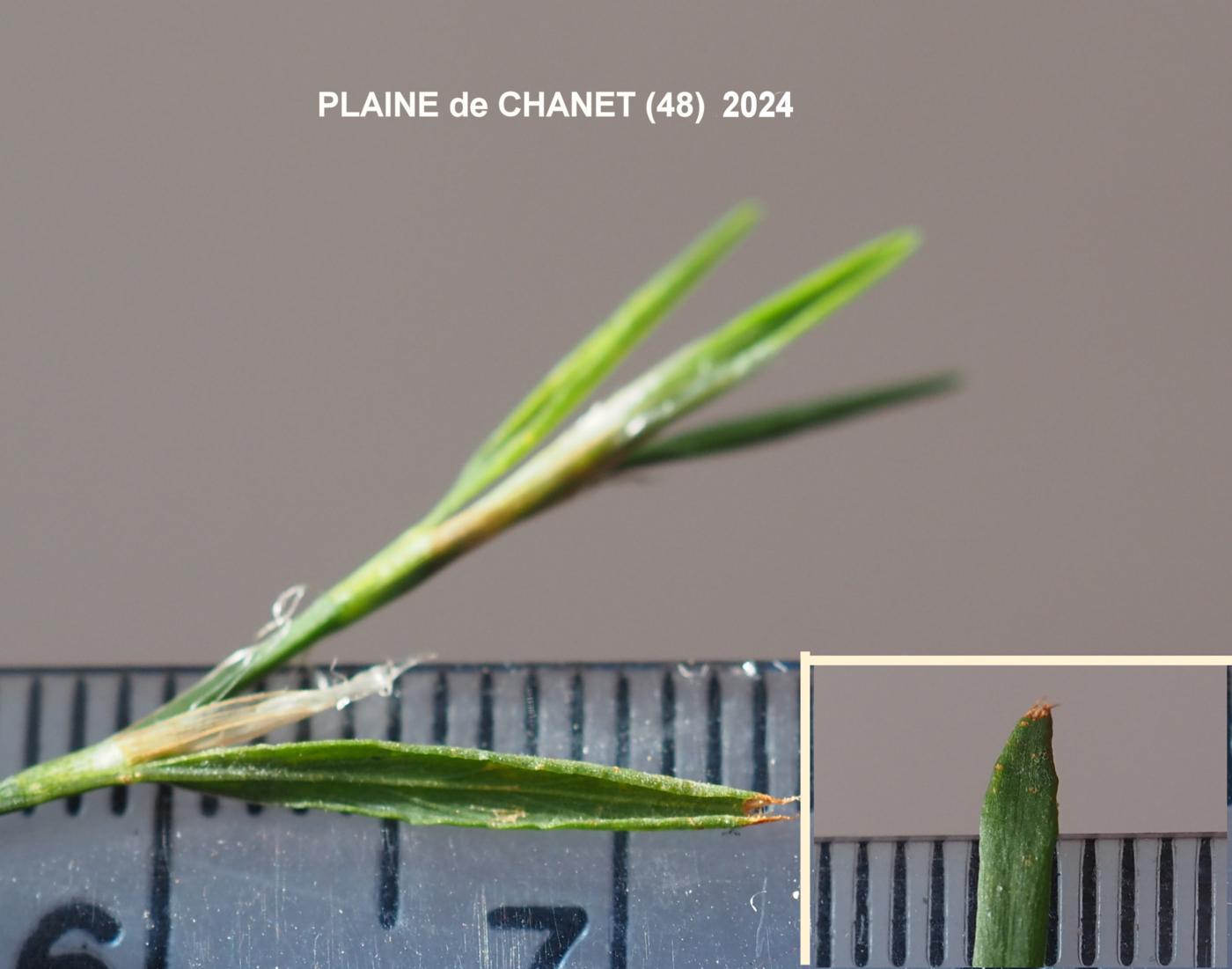 Knotgrass leaf